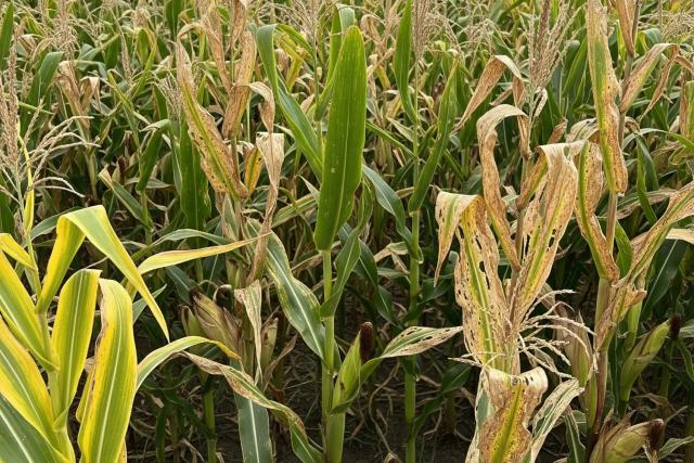Crop Health
Monitoring